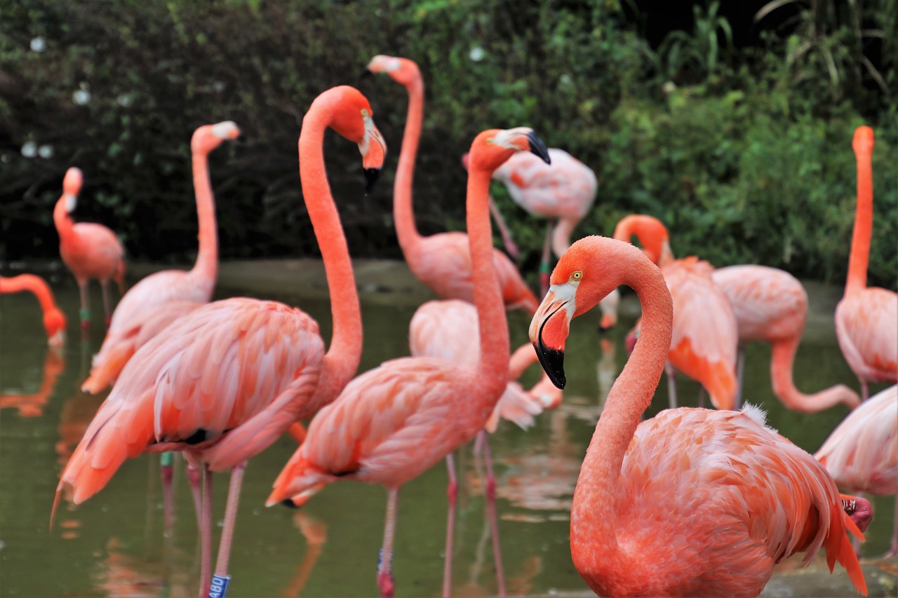 flamingos  birds  herd free photo