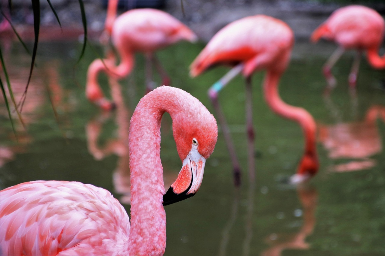 flamingos  herd  plumage free photo