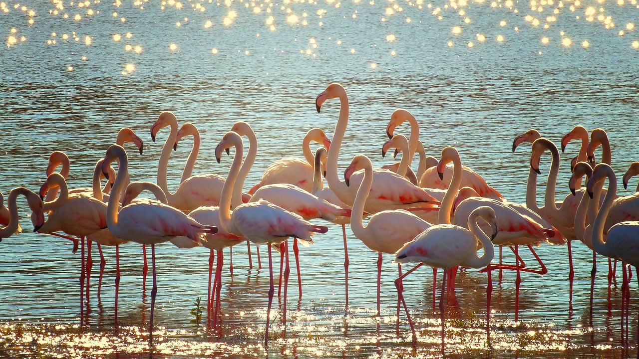 flamingos  lake  shimmer free photo