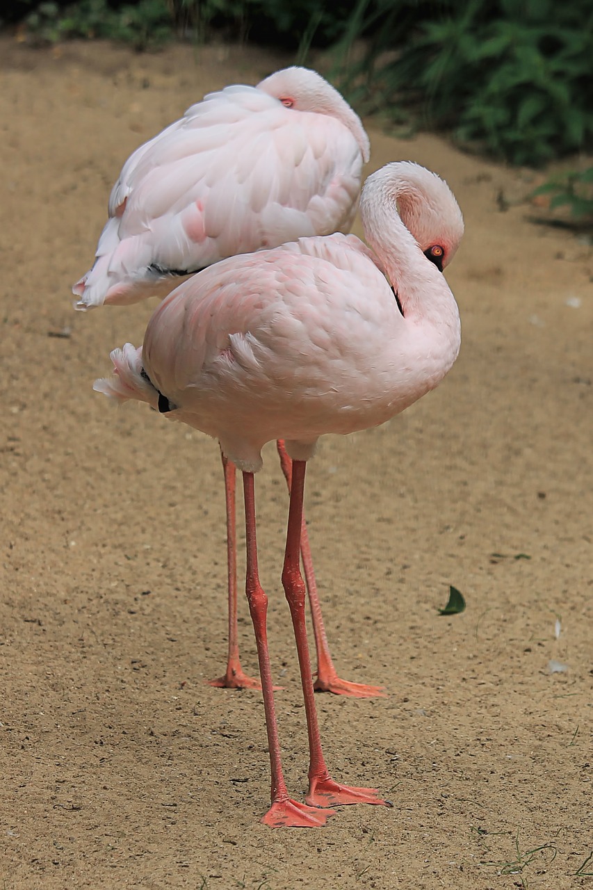 flamingos  birds  pink free photo