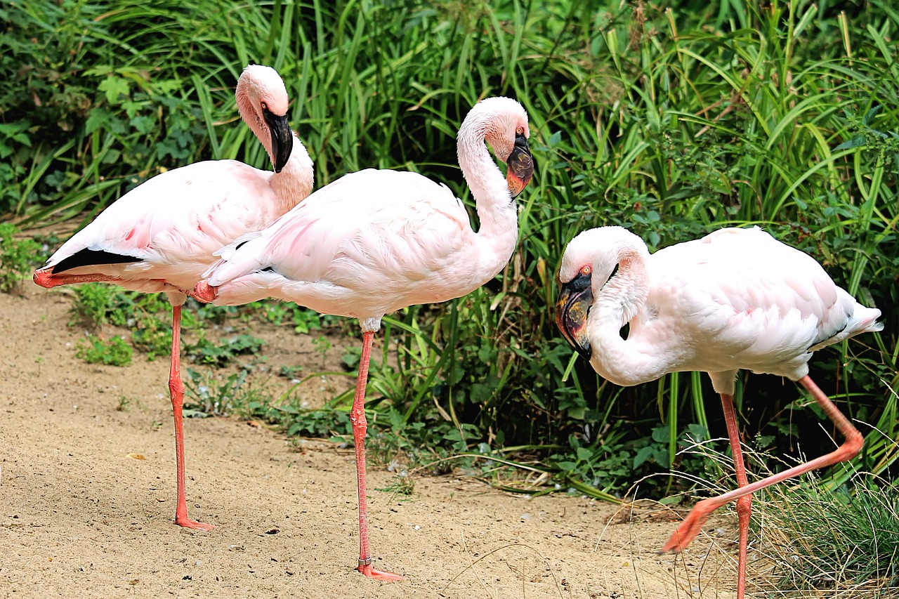 flamingos  birds  pink free photo