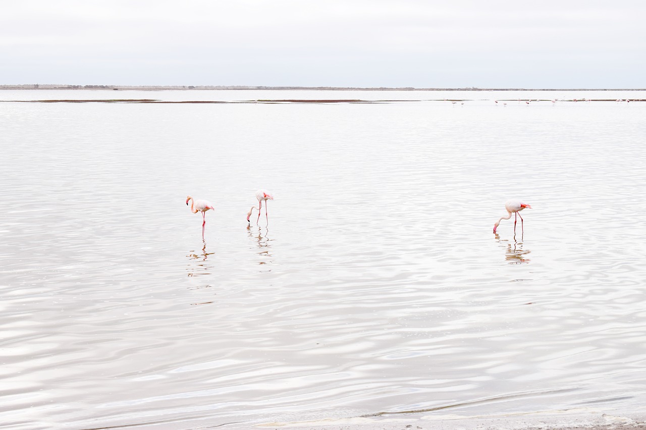 flamingos  walvisbay  namibia free photo