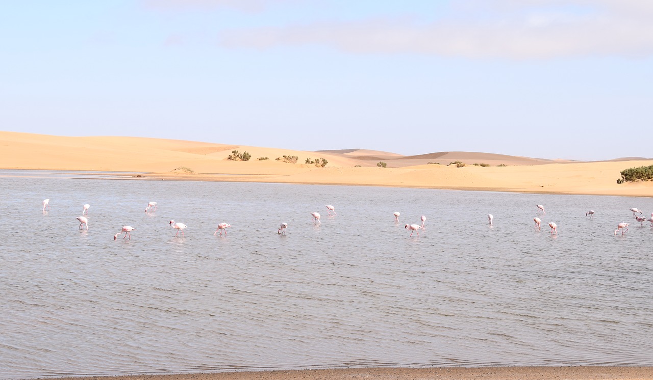 flamingos  walvisbay  namibia free photo