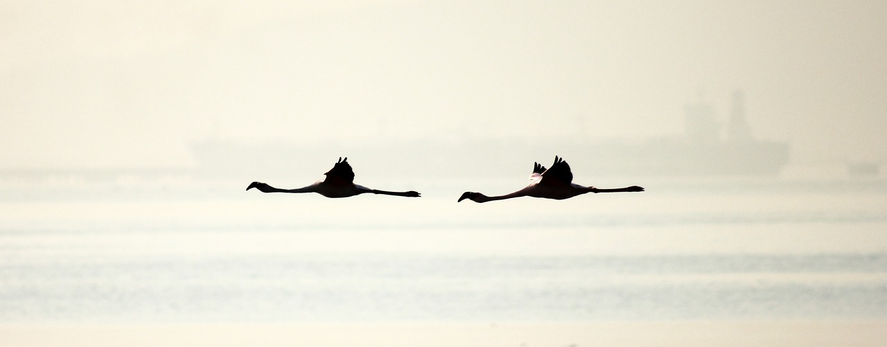 flamingos birds flight free photo