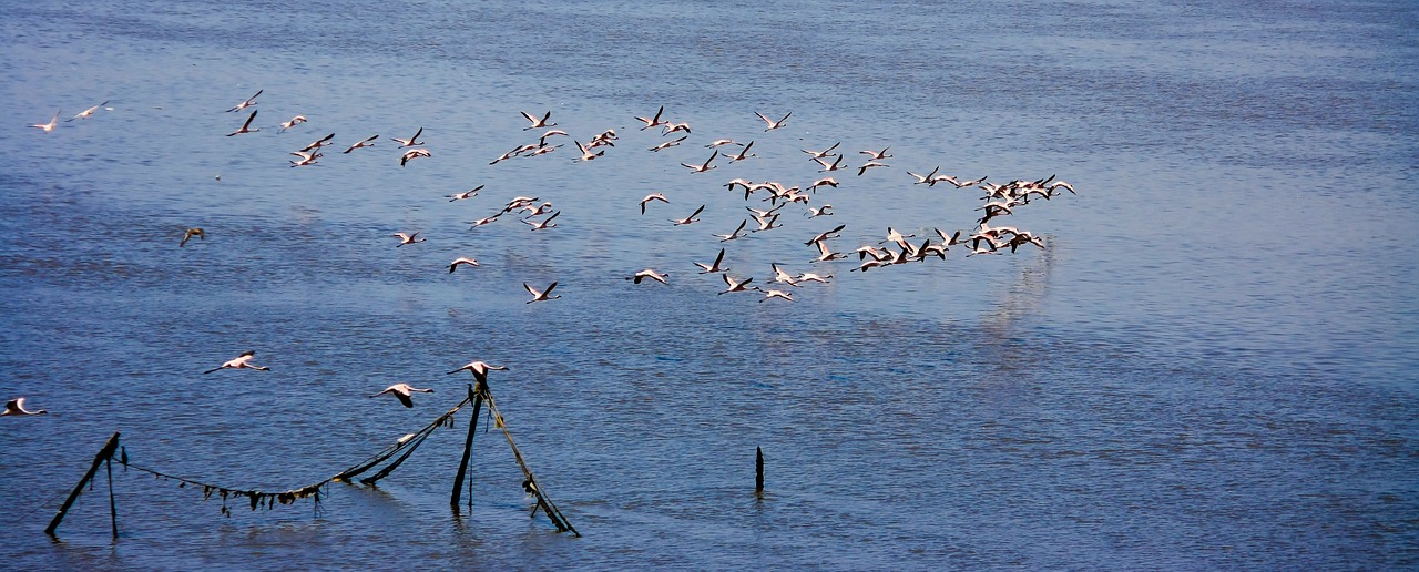 flamingos flock flocking free photo