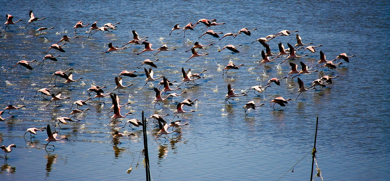 flamingos flying lift off free photo