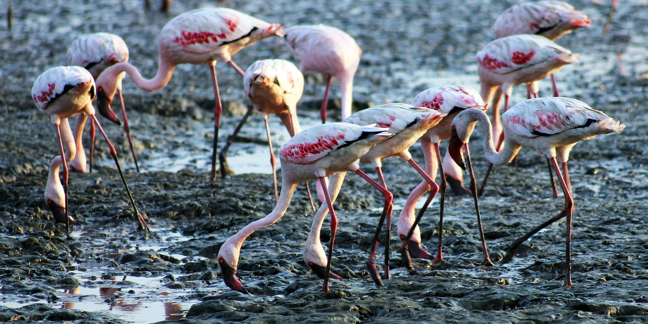flamingos birds eating free photo
