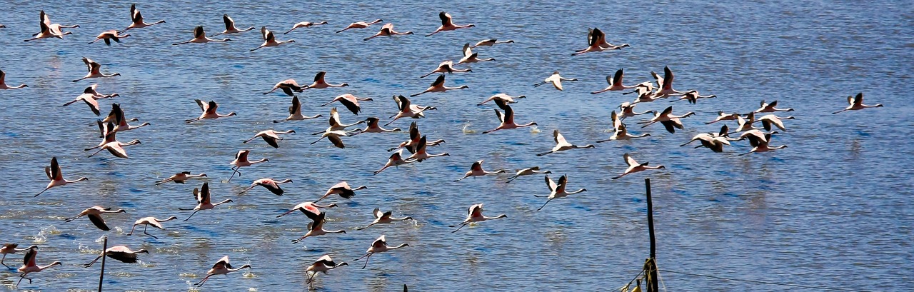 flamingos birds india free photo