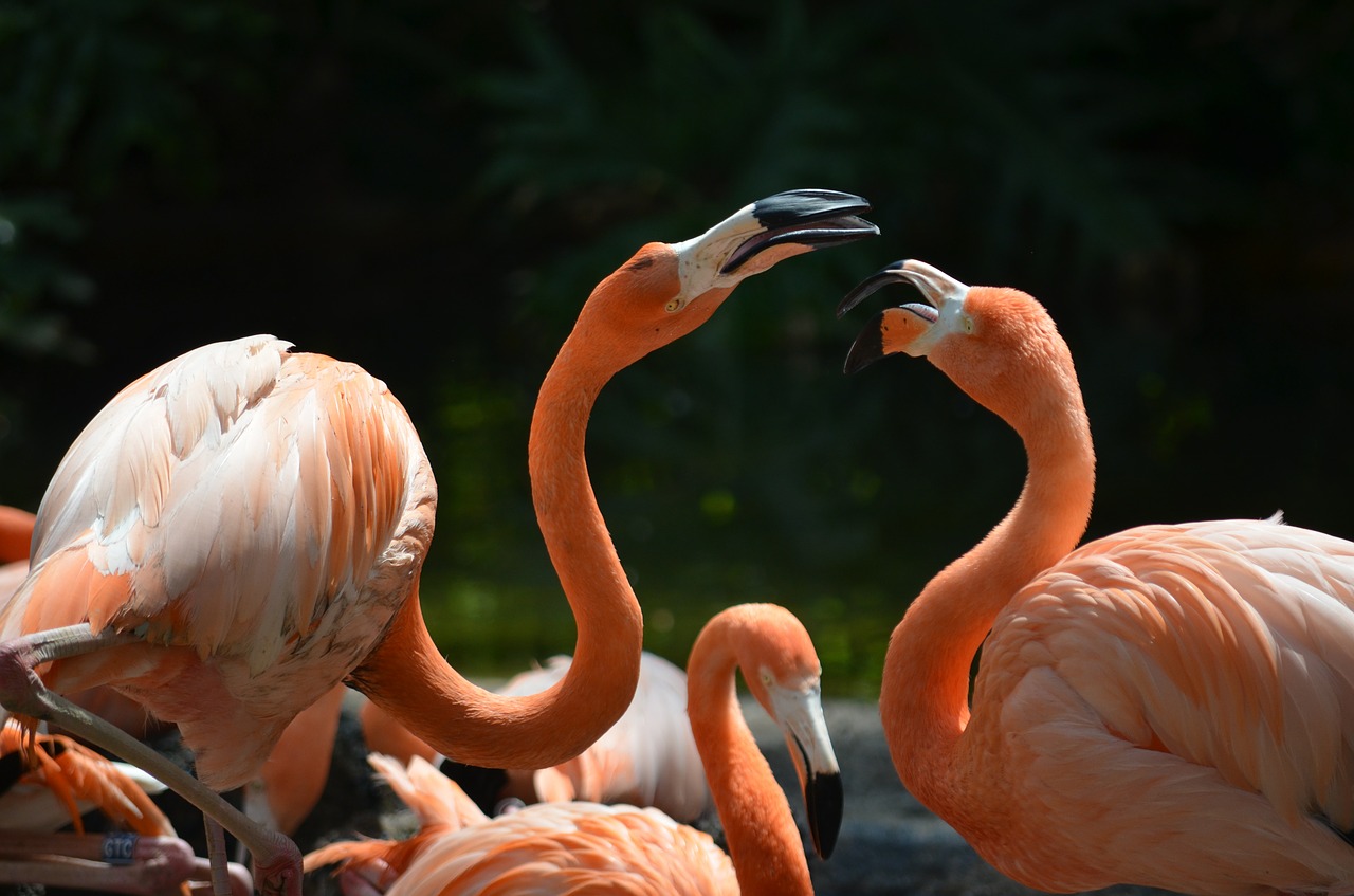 flamingos animal bird free photo