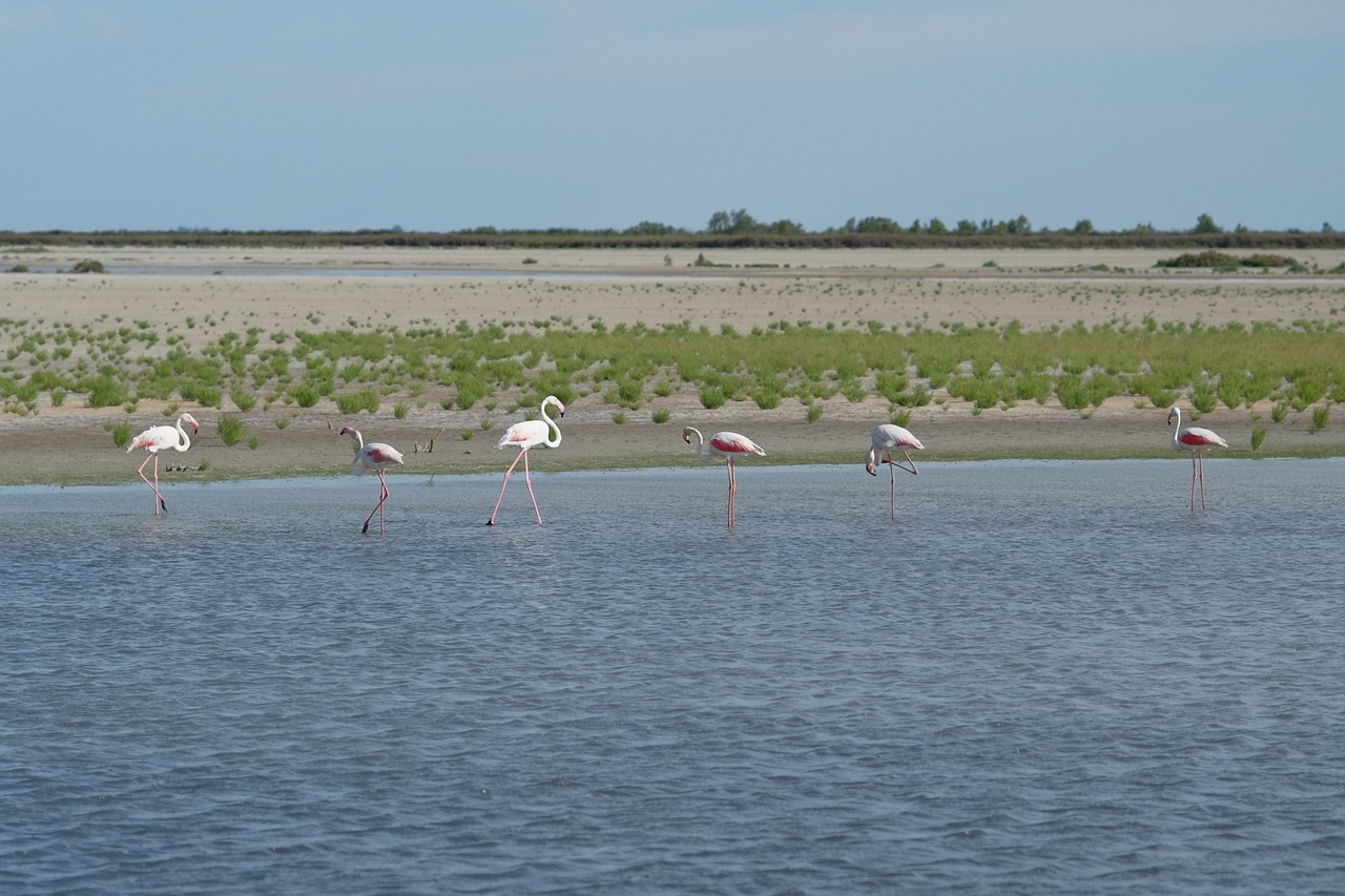 flamingos water camarque free photo