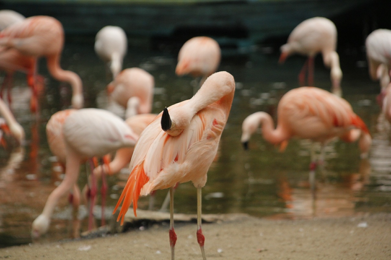 flamingos zoo wildlife free photo