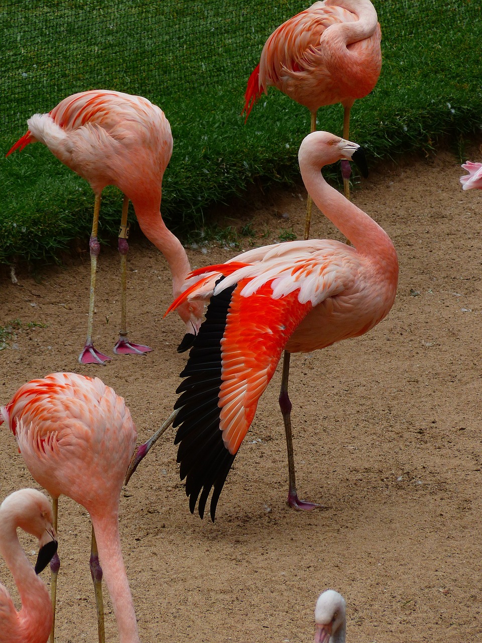flamingos wing colorful free photo