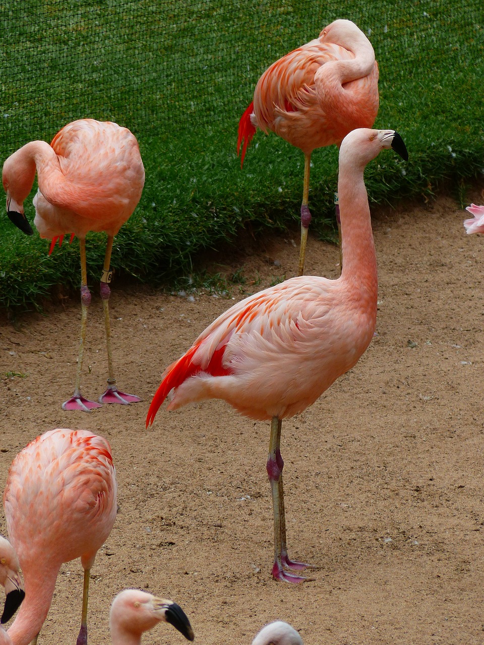 flamingos pink birds free photo