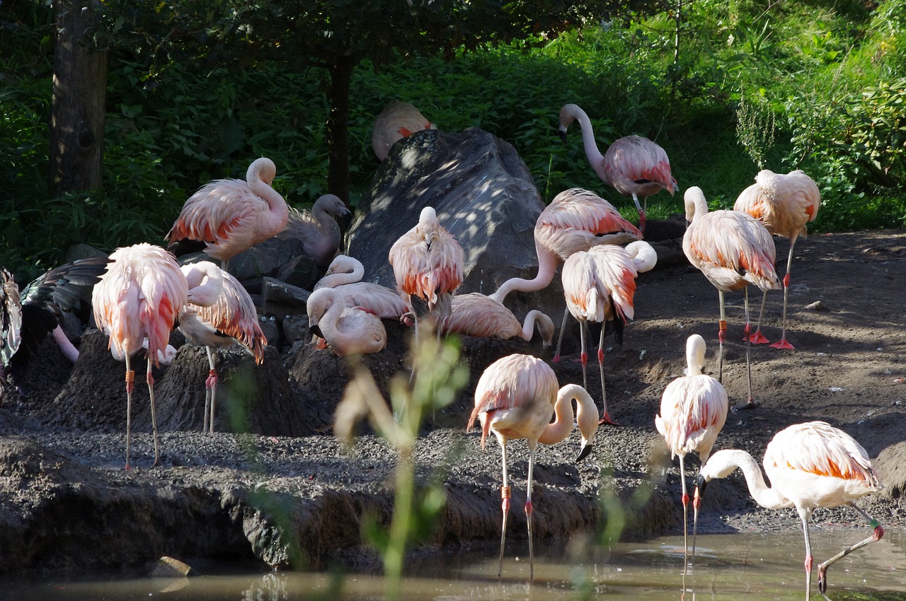 flamingos  water  flamingo free photo