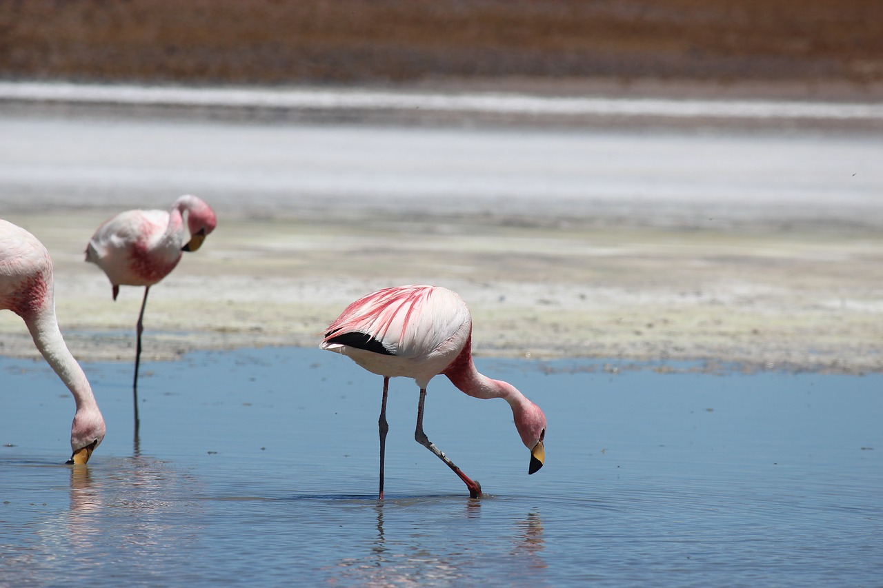 flamingos  lake  atacama free photo