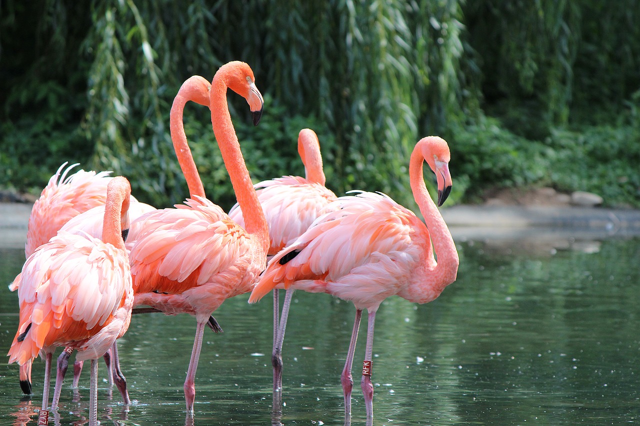 flamingos  bird  nature free photo