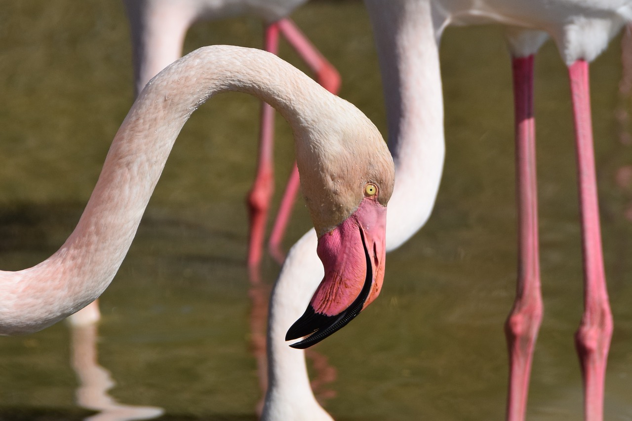 flamingos  pink  bird free photo