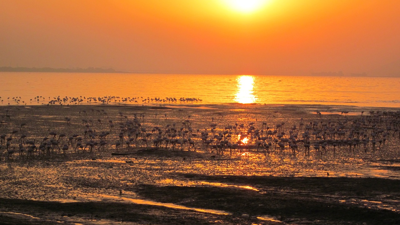 flamingos beach sunrise free photo