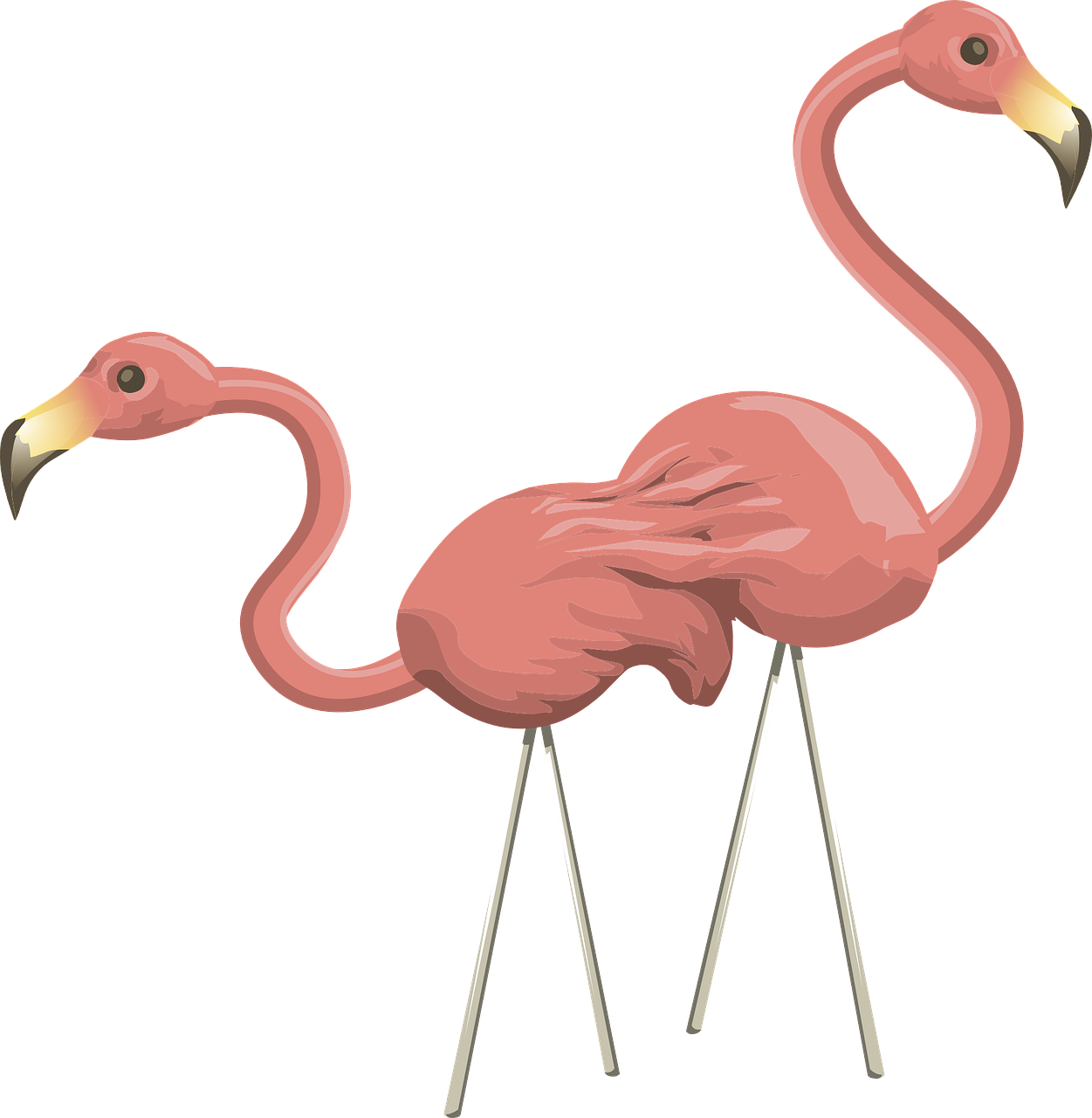 flamingos pink birds free photo