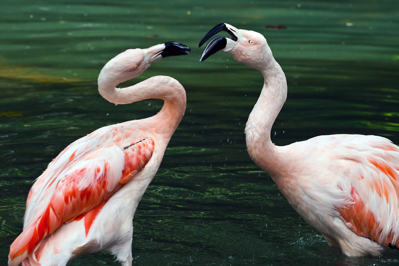 flamingos pond couple free photo