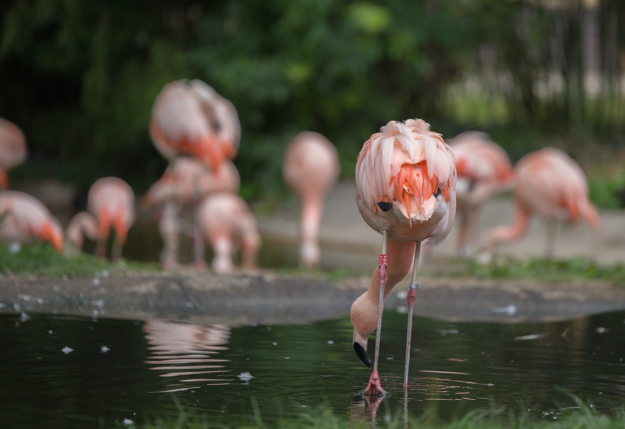 flamingos water water bird free photo