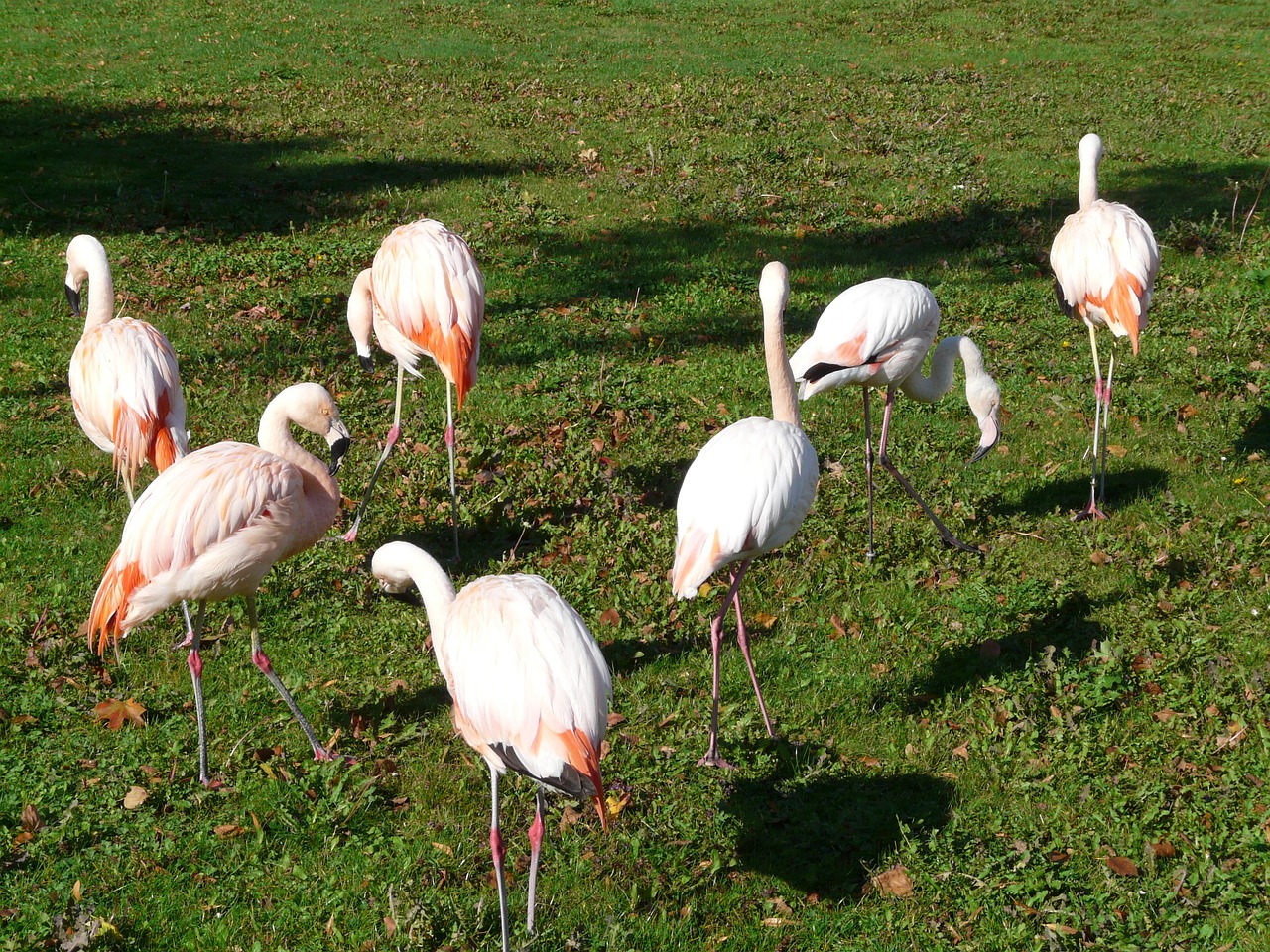 flamingos white pink free photo
