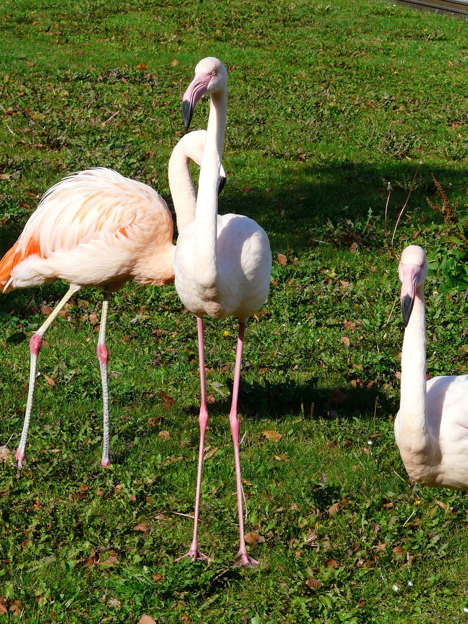 flamingos white stilts feet free photo