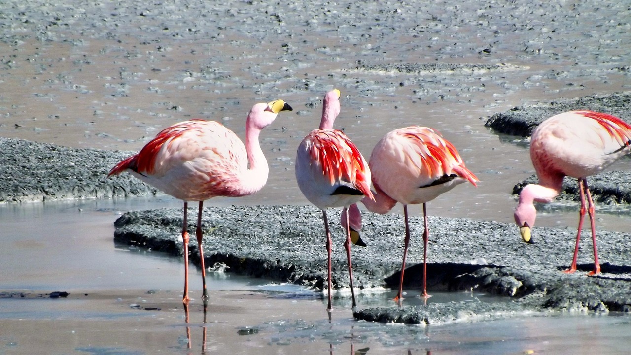 flamingos andes birds free photo