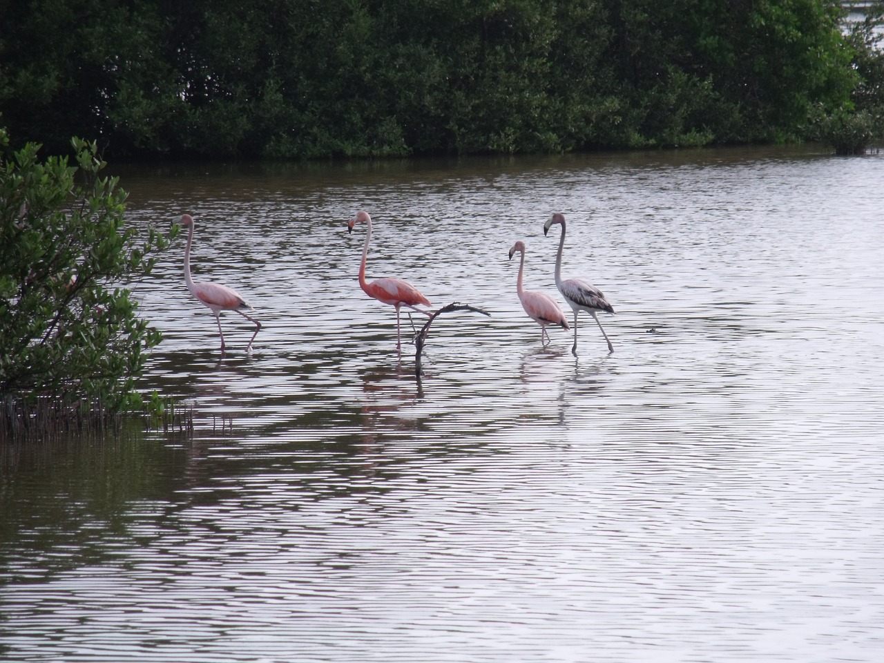 flamingos mangrove swamp cuba free photo