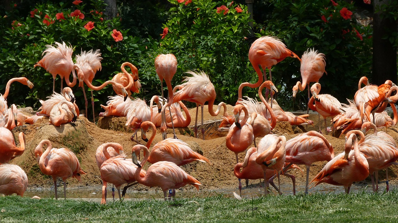 flamingos birds pink free photo