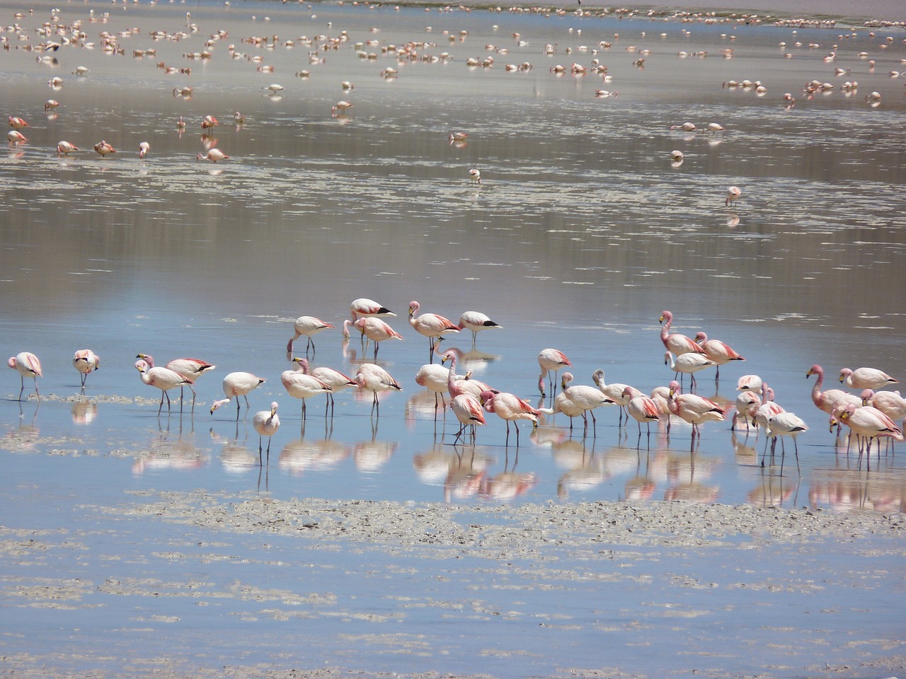 flamingos andean lagoon free photo