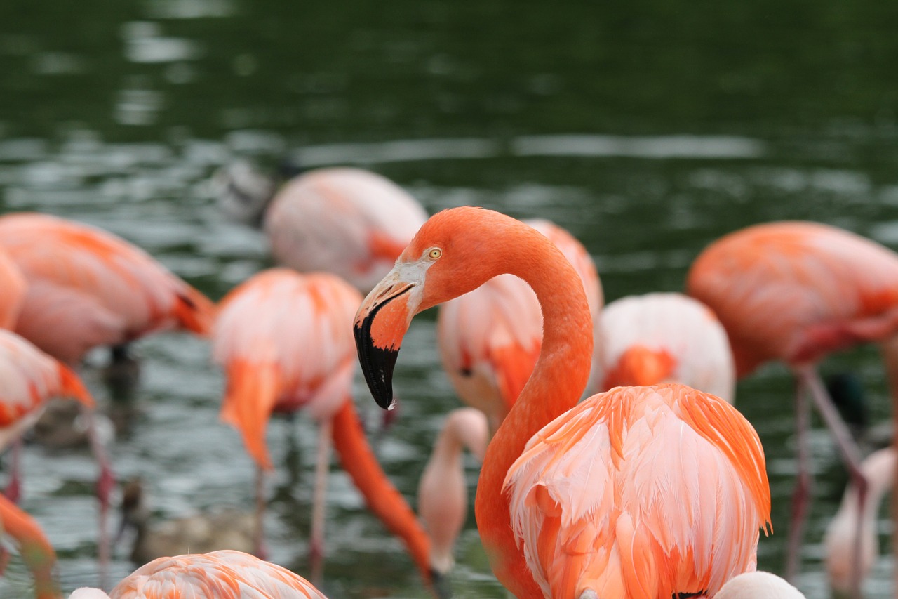 flamingos birds pink free photo