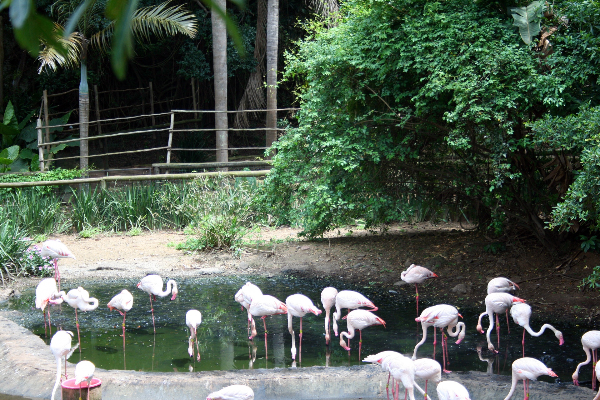 birds flamingos pink free photo
