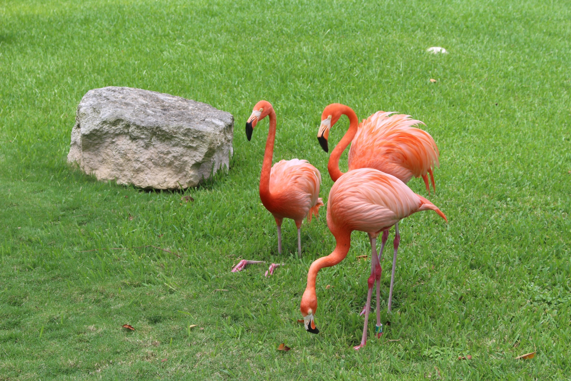 flamingo flamingos flamingos in mexico free photo