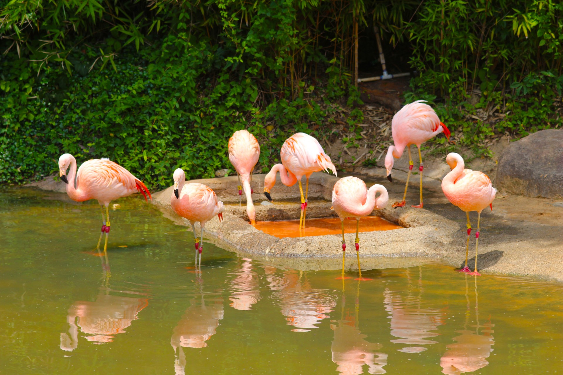 zoo flamingos animals free photo
