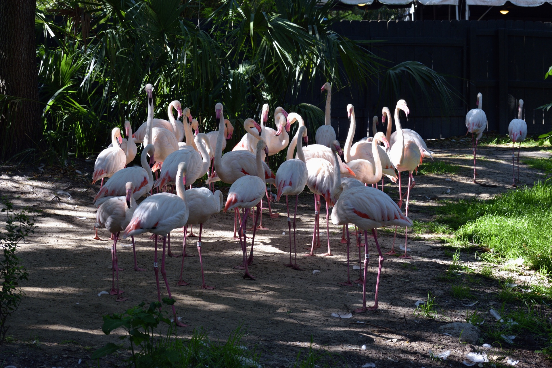 flamingos avian birds free photo