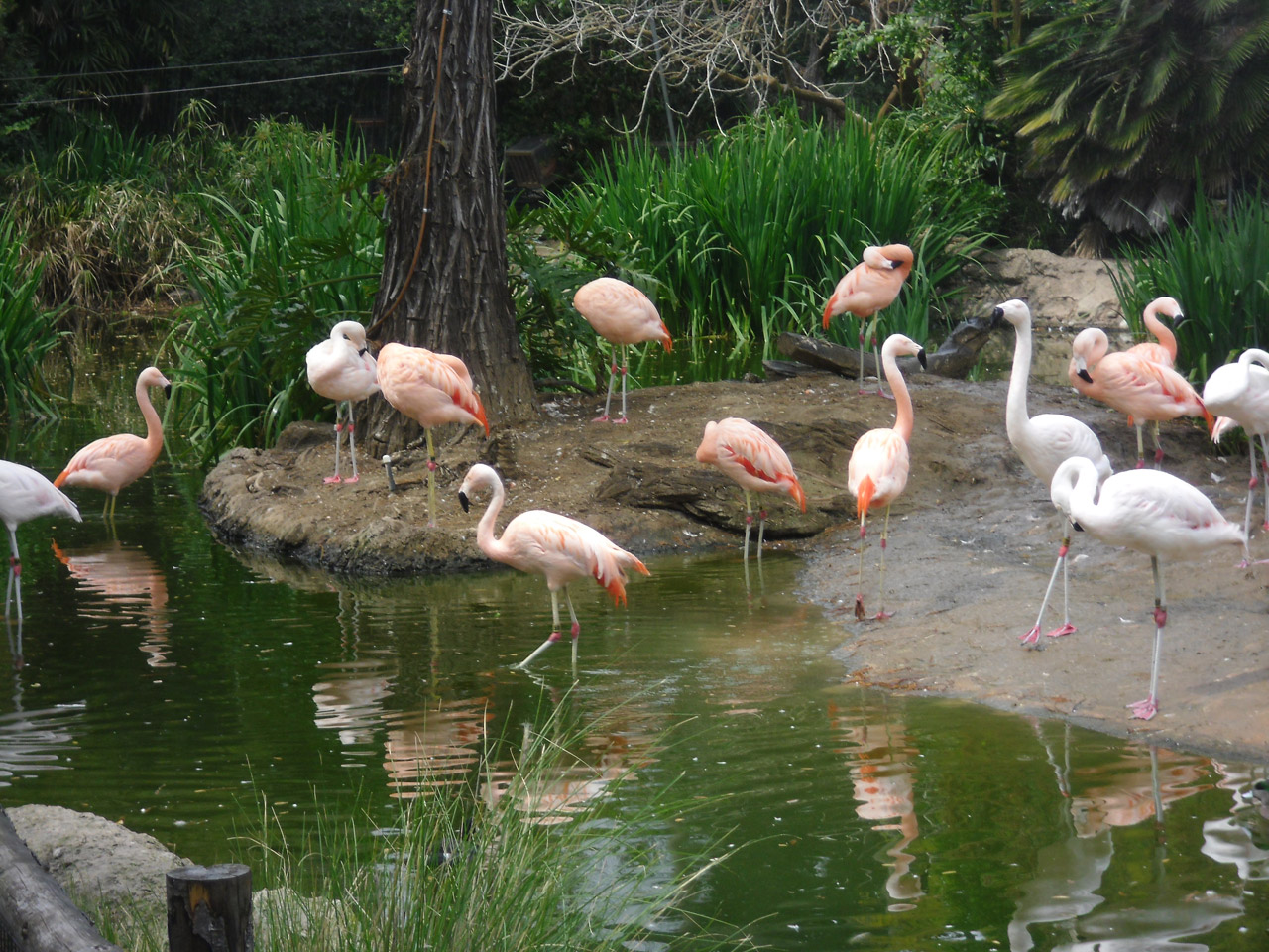 pink flamingos birds free photo