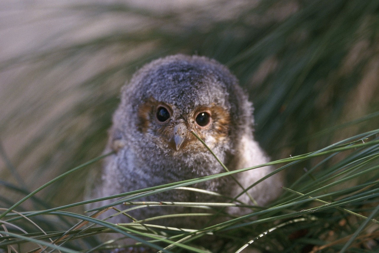 flammulated owl nestling portrait free photo