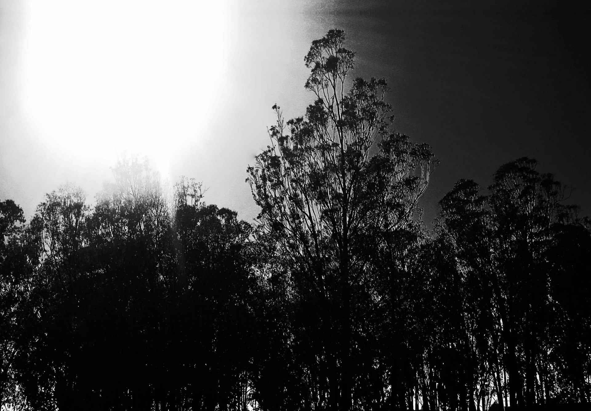 trees tall sun free photo