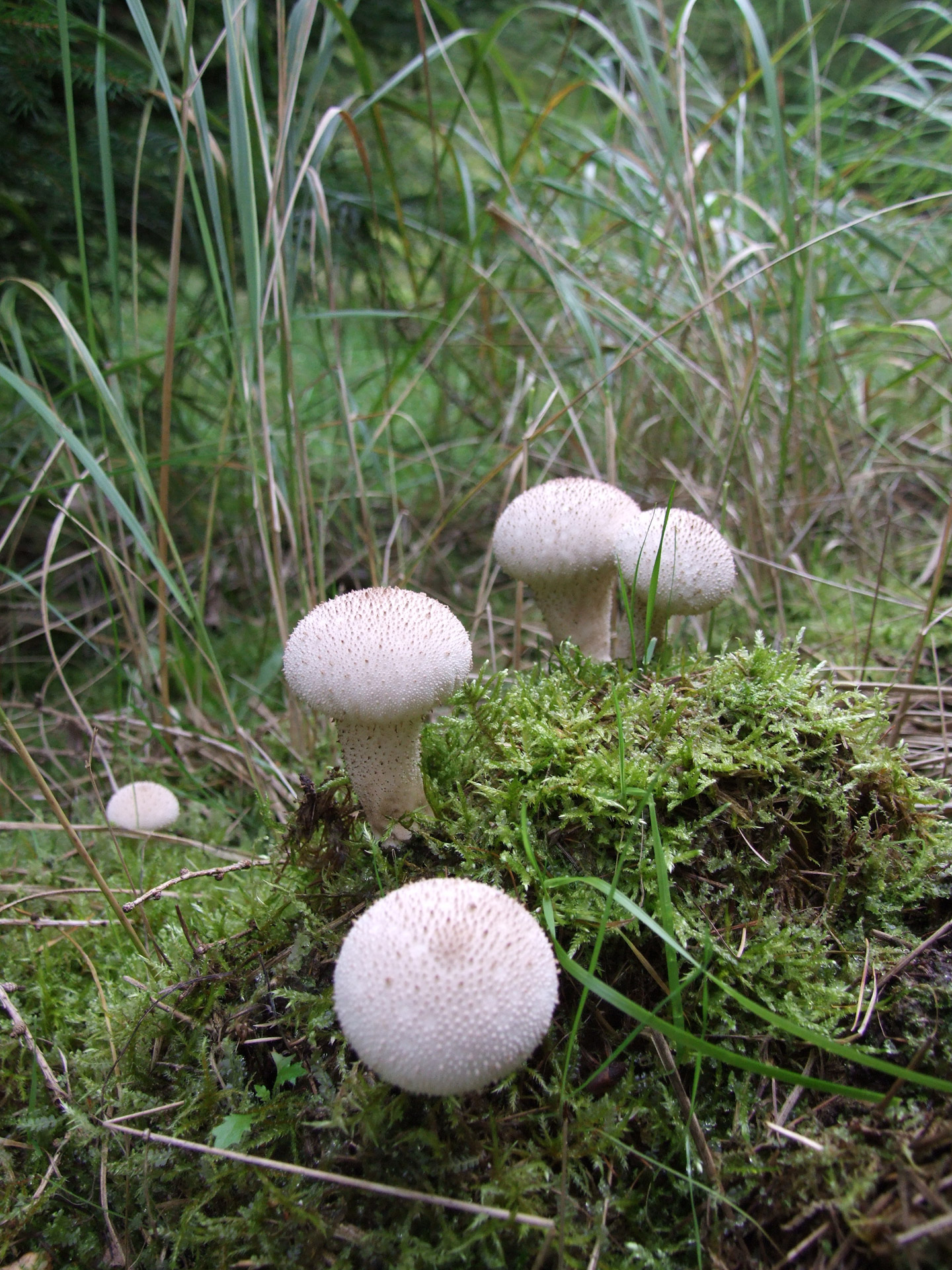 mushroom forest mixed forest free photo