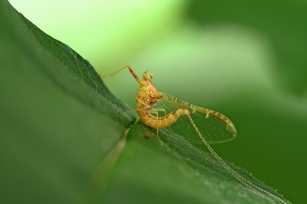 flash in the pan animal insect free photo