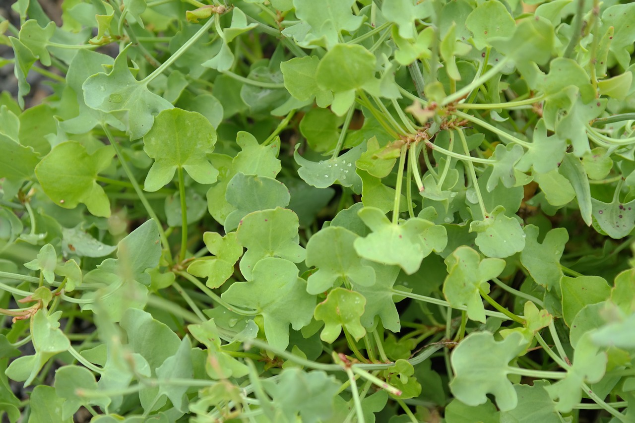 flat leaf parsley parsley petroselinum crispum free photo