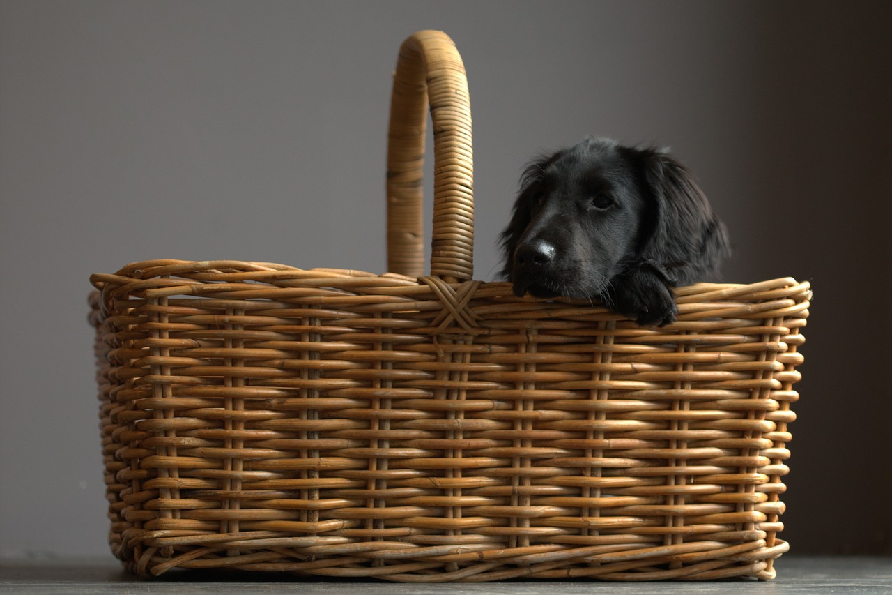 flatcoated retriever dog basket free photo