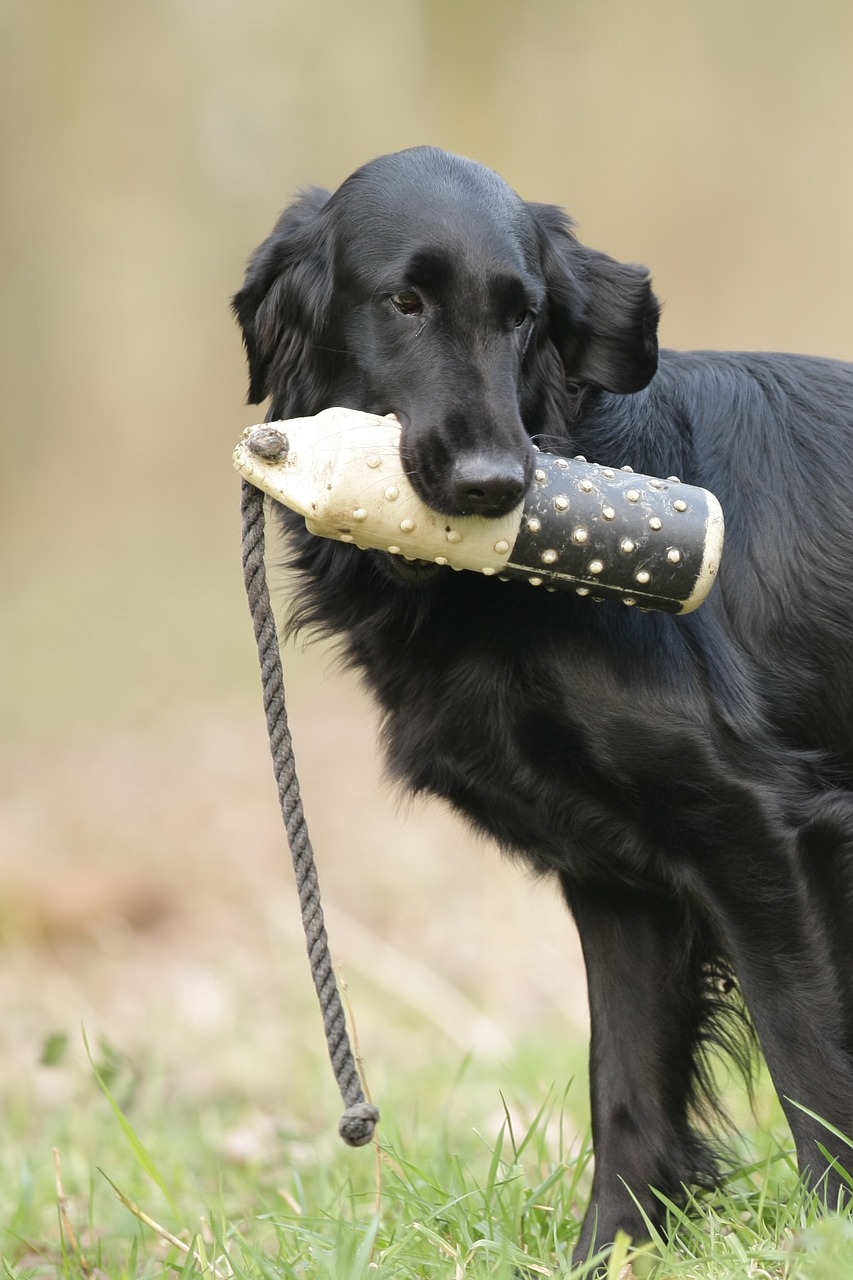 flatcoated retriever animal kingdom dog free photo