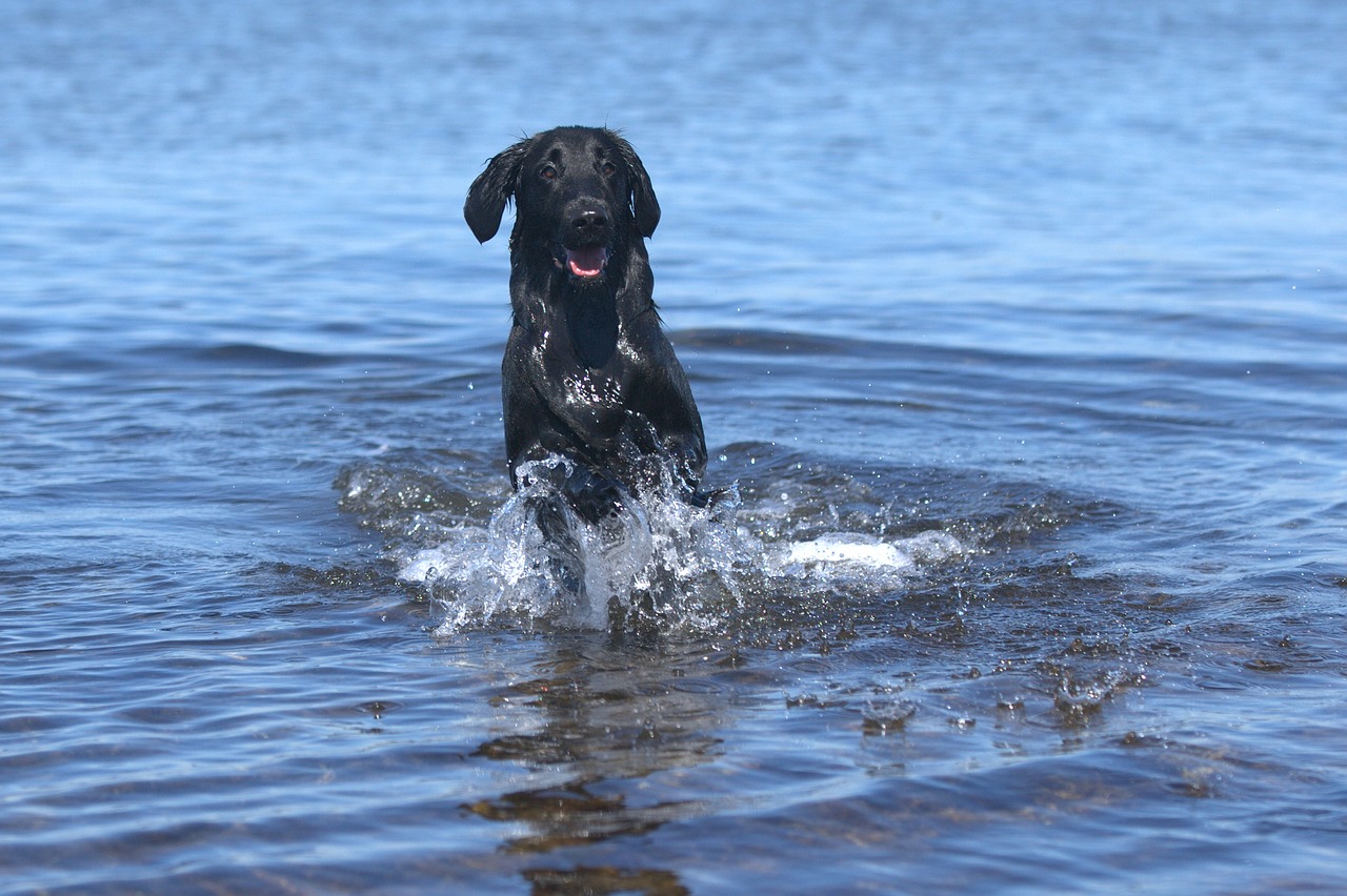 flatcoated retriever dog body of water free photo