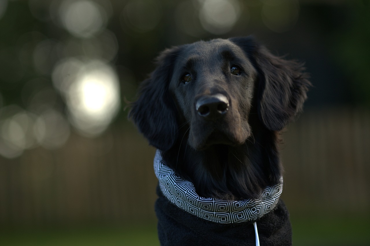 flatcoated retriever dog portrait free photo