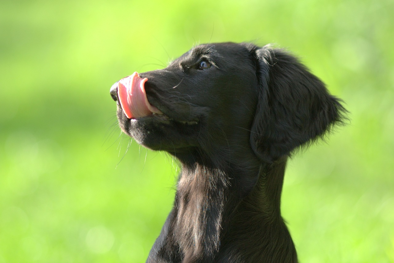 flatcoated retriever puppy cute free photo