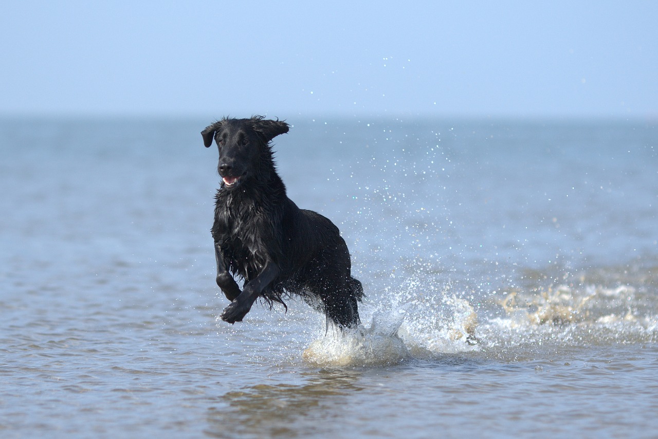 flatcoated retriever dog swimming free photo