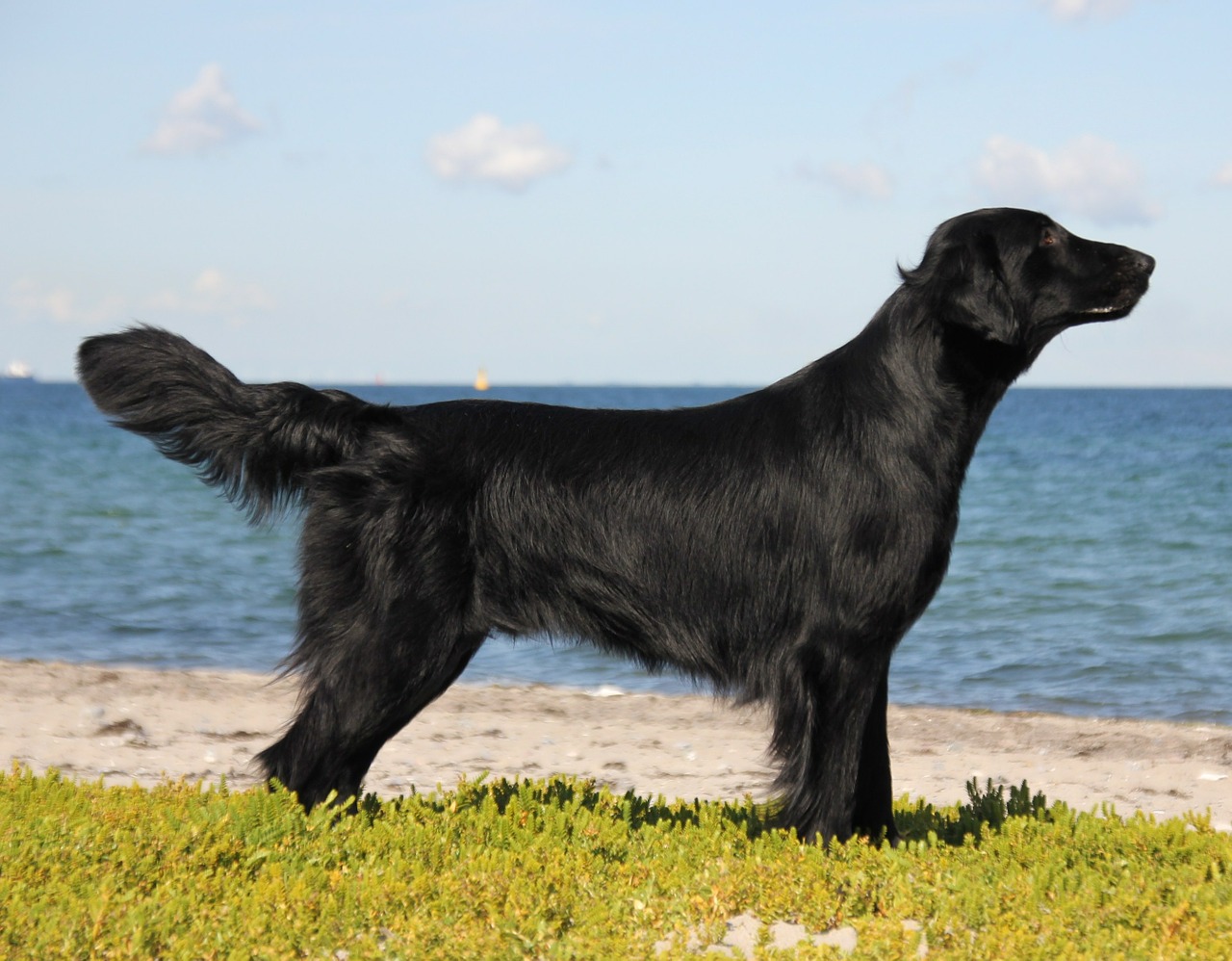 flatcoated retriever water beach free photo