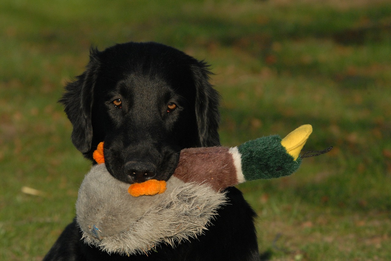 flatcoated retriever retriever dog free photo